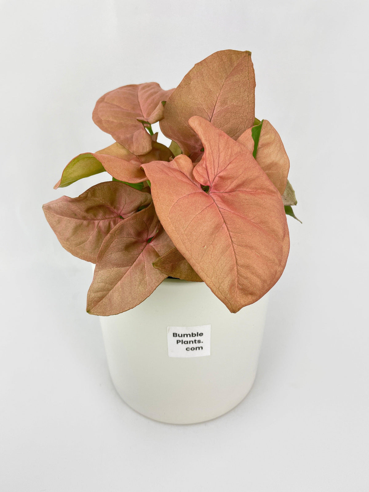 Syngonium Strawberry Pink 'Neon Robusta'