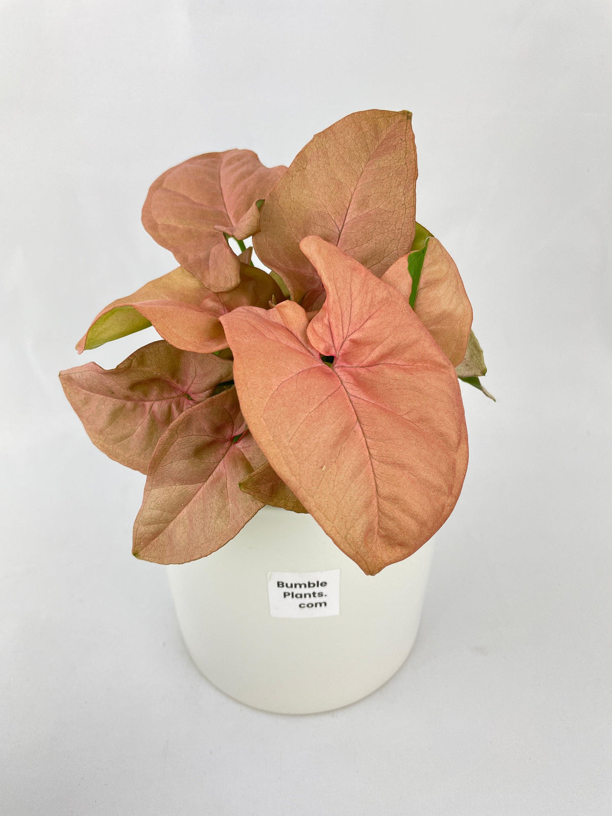 Syngonium Strawberry Pink 'Neon Robusta'