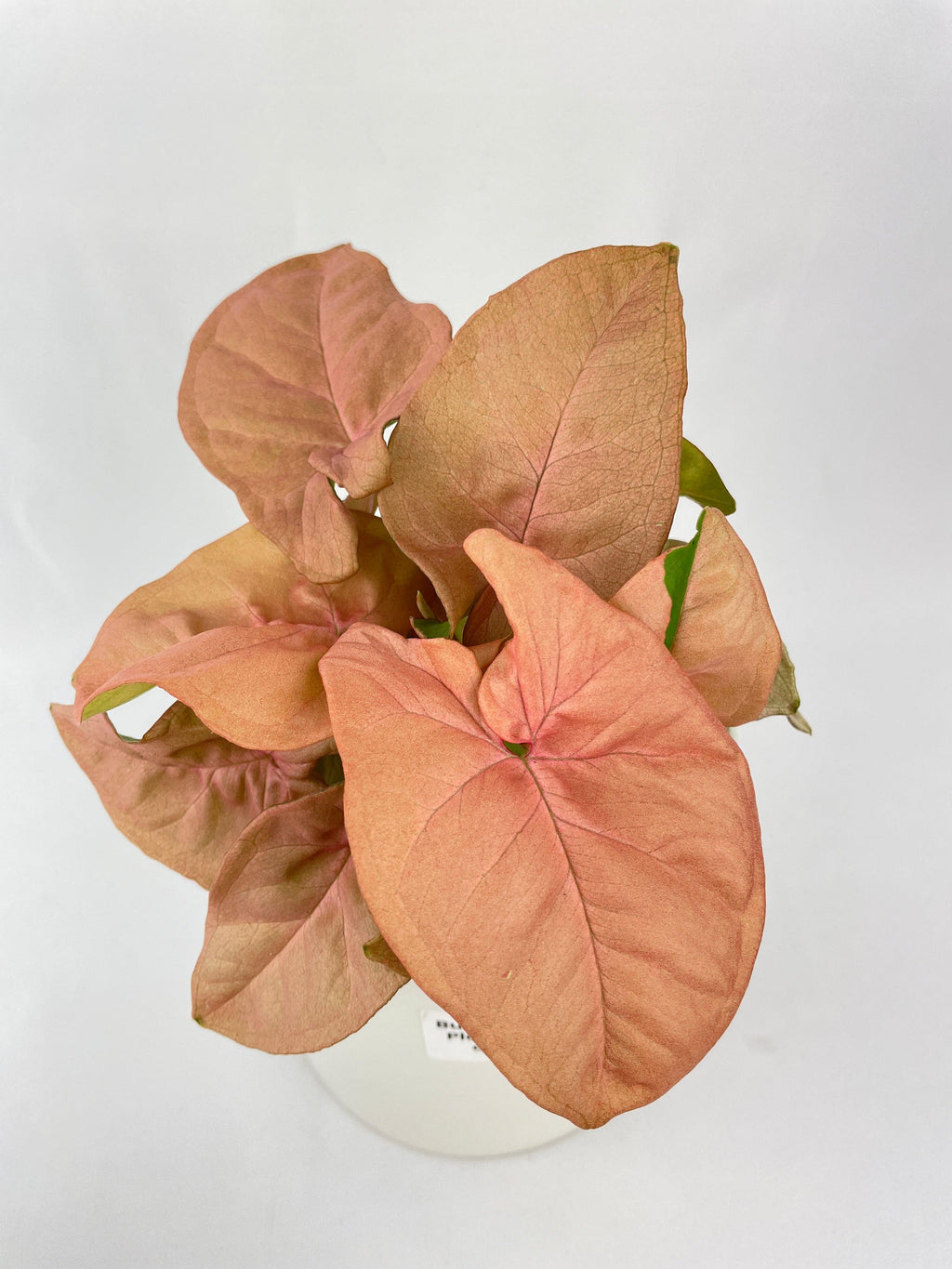 Syngonium Strawberry Pink 'Neon Robusta'