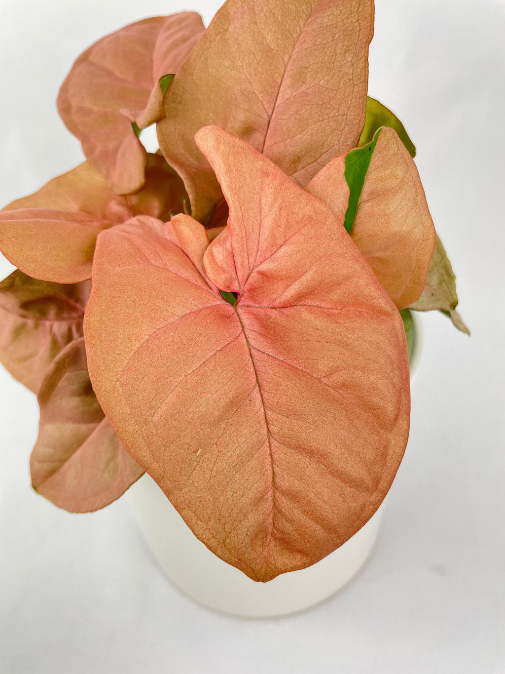 Syngonium Strawberry Pink 'Neon Robusta'