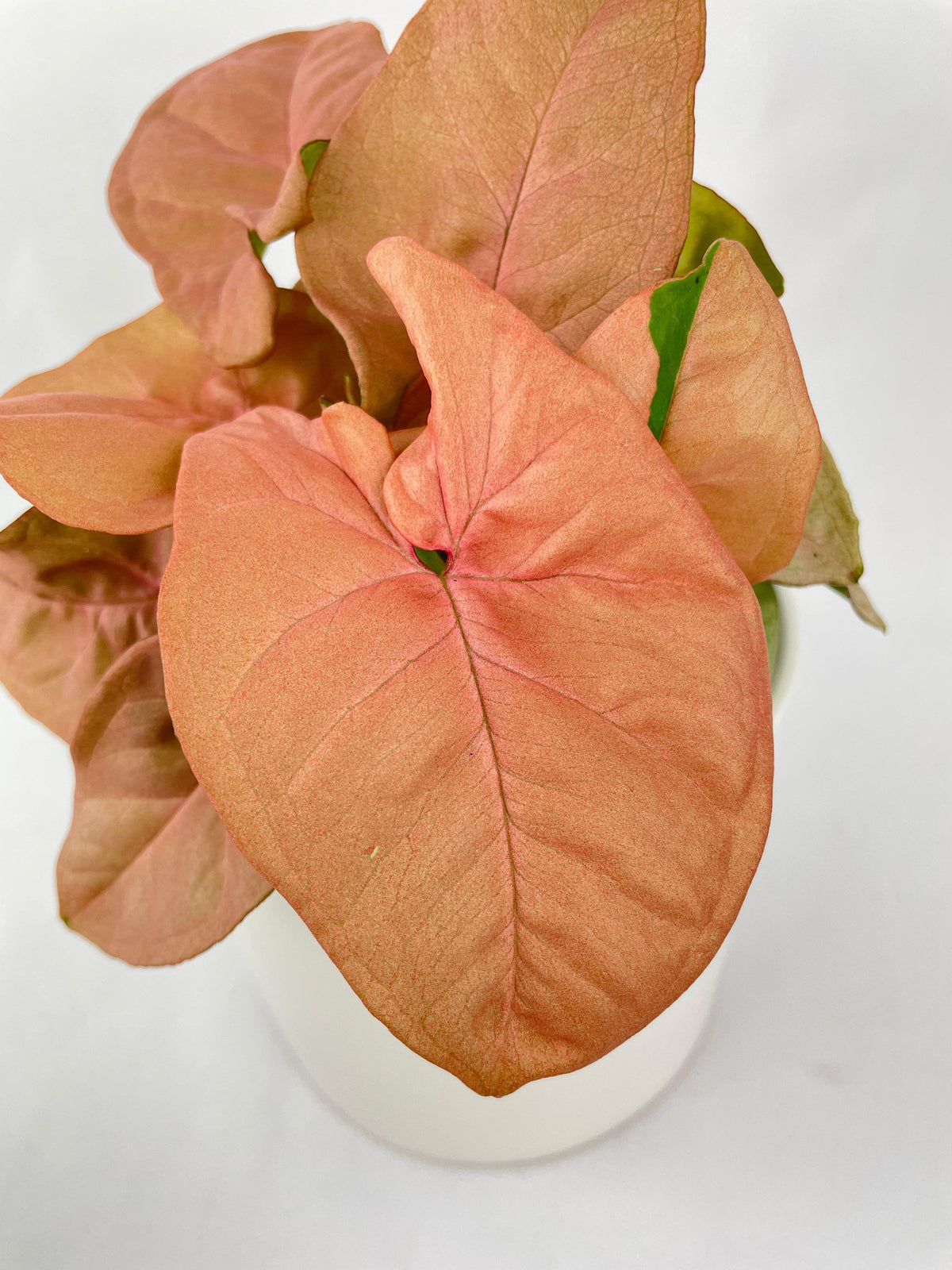 Syngonium Strawberry Pink 'Neon Robusta'