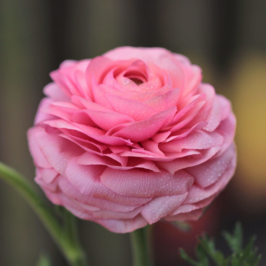 Ranunculus - Tecolote Pink
