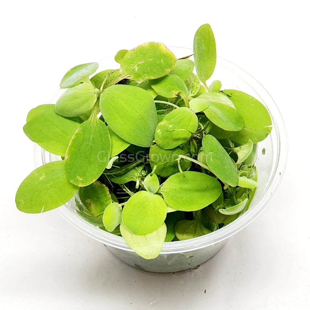 Dwarf Water Lettuce 4 oz portion