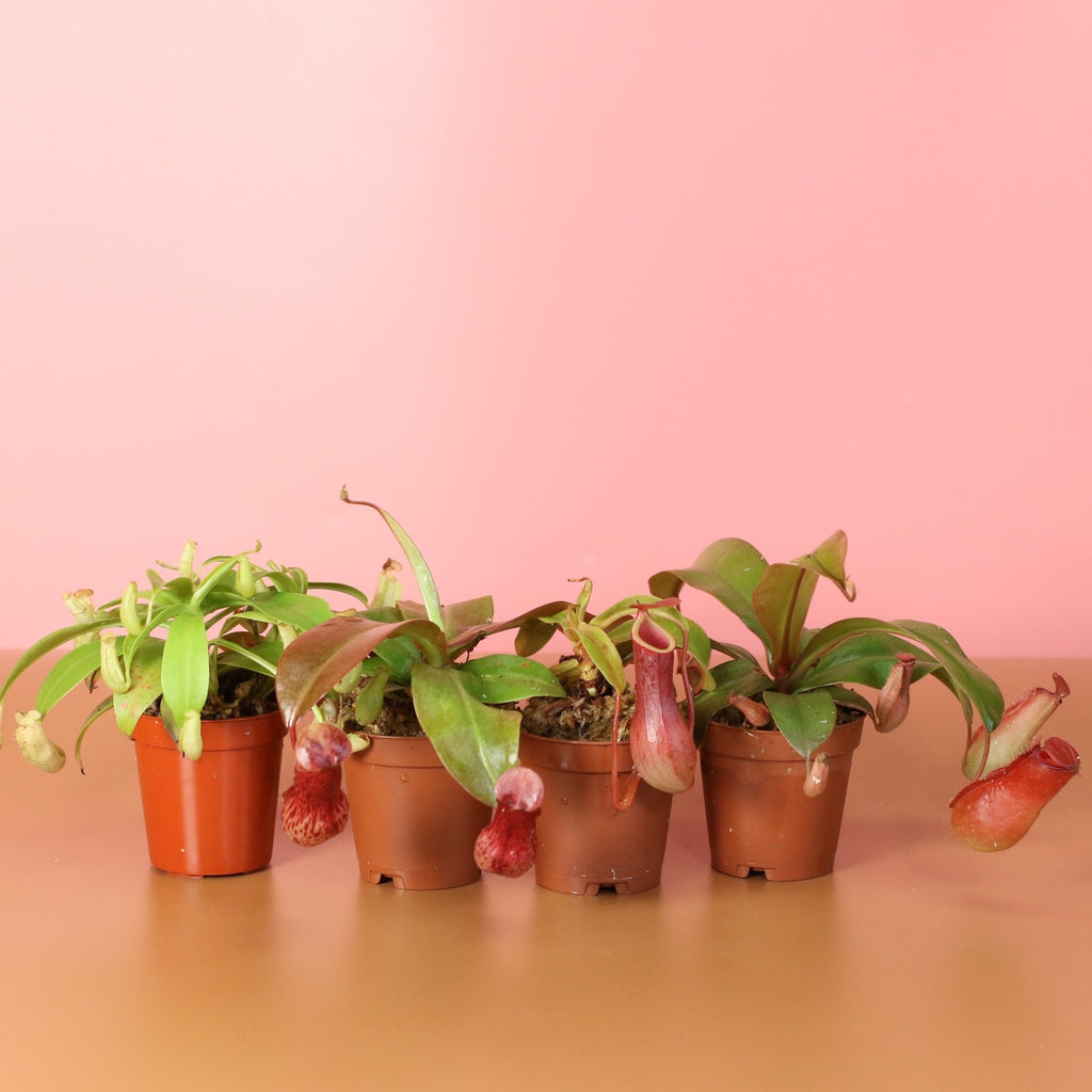 Savage Quad Carnivorous Plant Bundle