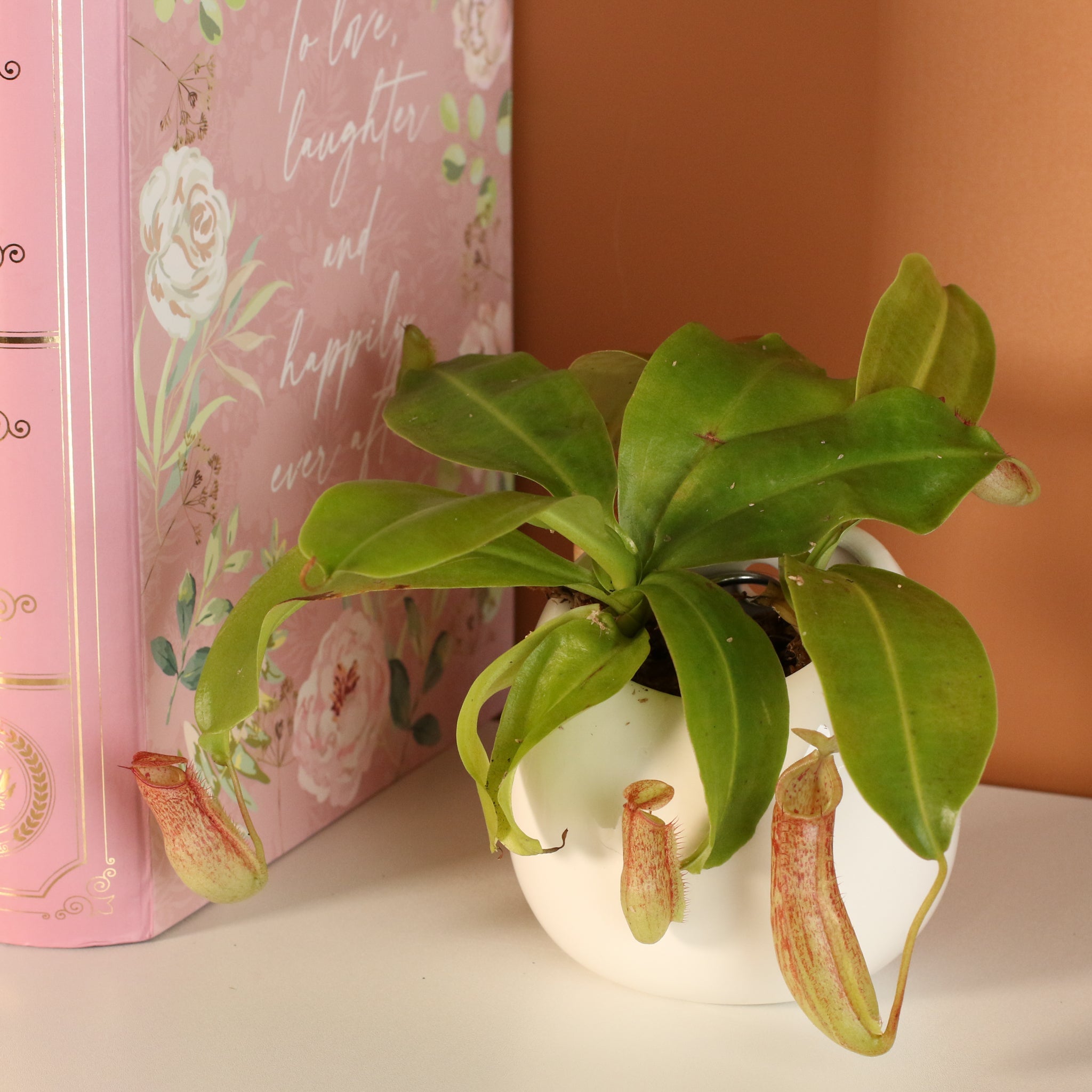 Tropical Pitcher Plant Nepenthes Miranda Carnivorous