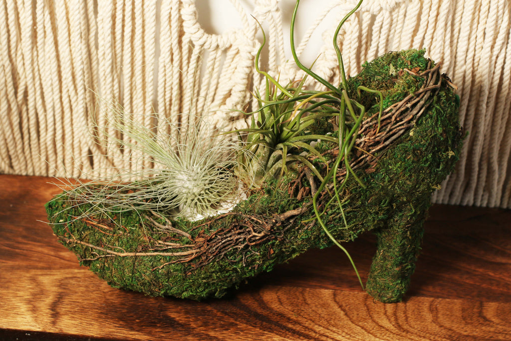 Stiletto Moss Planter Kit - DIY