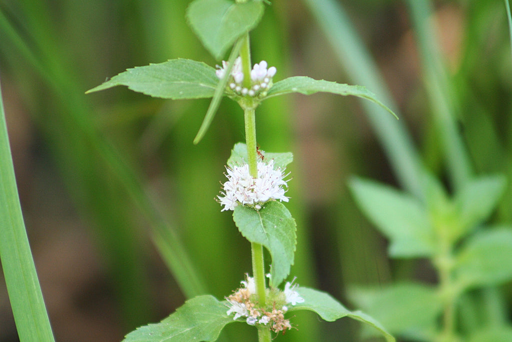 50 WHITE WOOD MINT Mentha Arvensis Wild Field Herb Flower Seeds