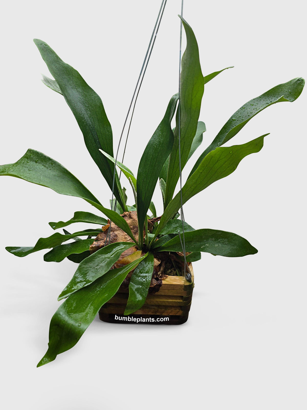 Platycerium Bifurcatum Staghorn Fern
