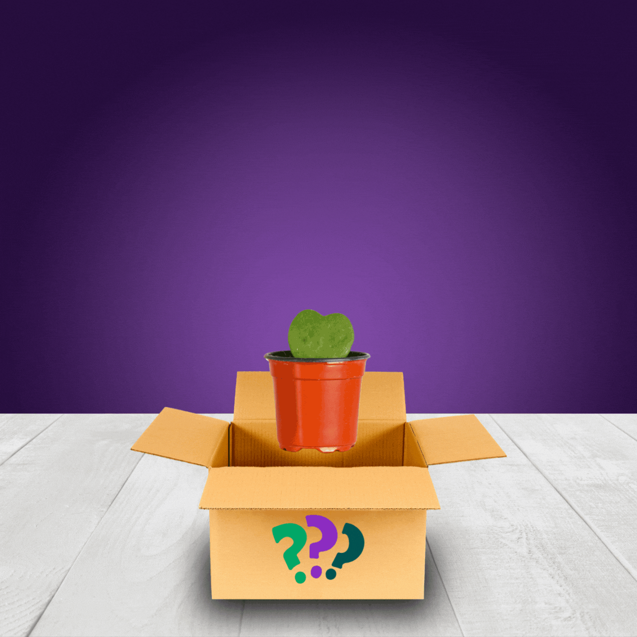 Grower's Choice Mystery Plant 4" Nursery Pot