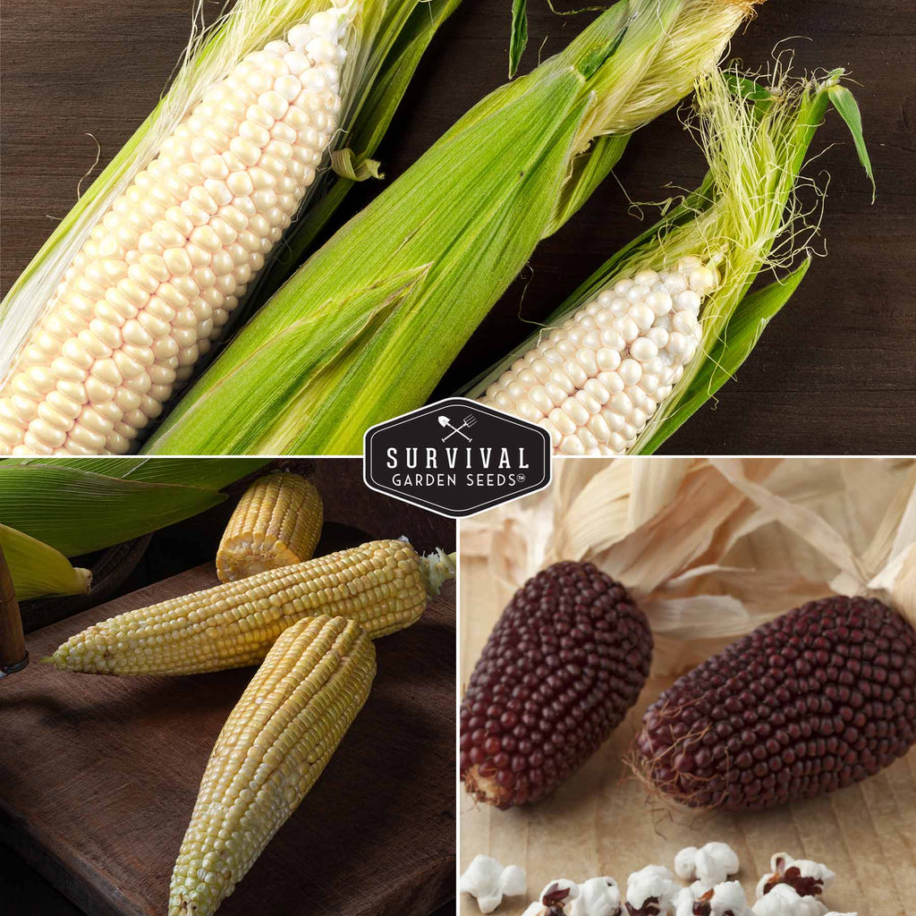 Popcorn Seed Collection – Strawberry & Japanese Hulless Popcorn Seeds for Home Gardens, Snacking, and Decorative Use