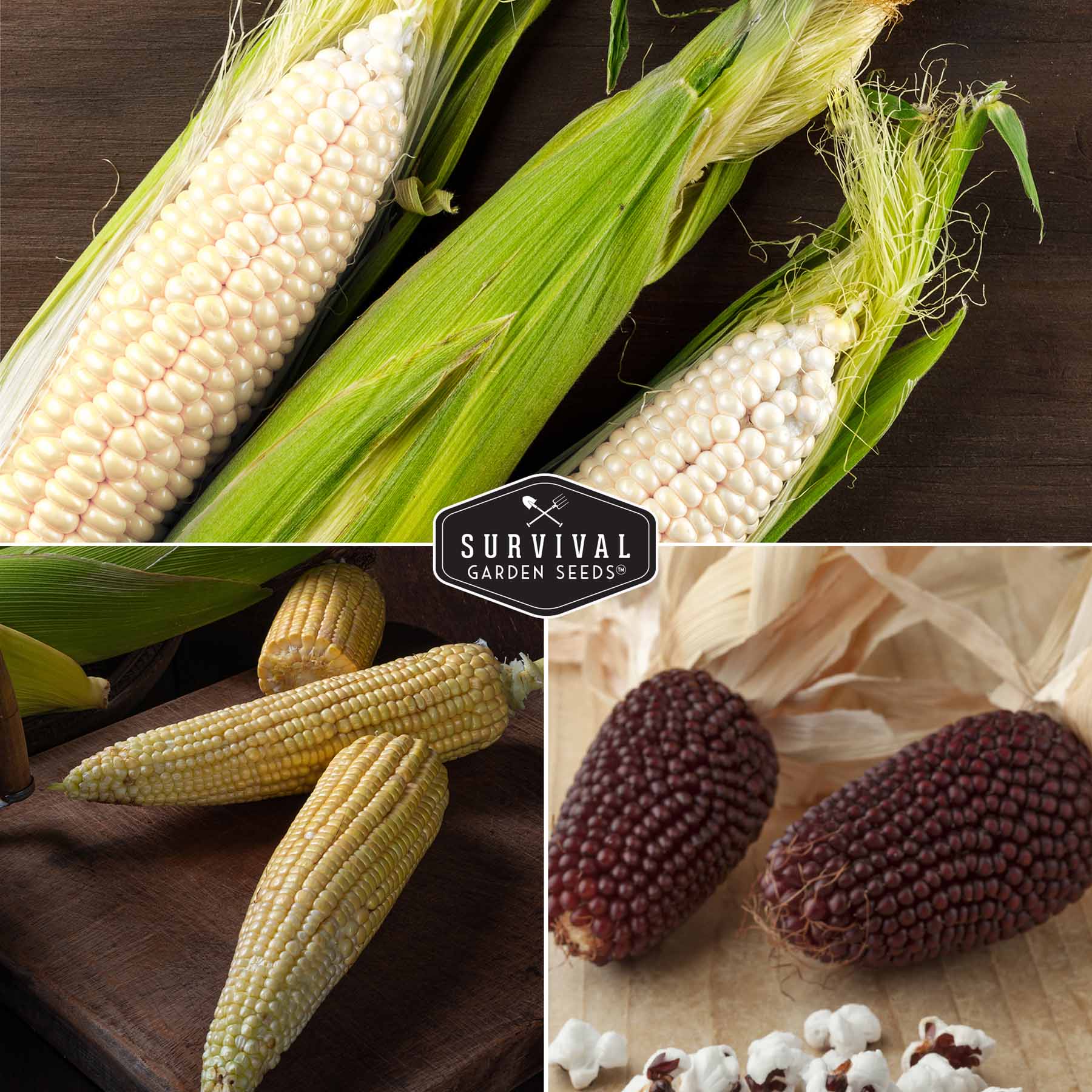Popcorn Seed Collection – Strawberry & Japanese Hulless Popcorn Seeds for Home Gardens, Snacking, and Decorative Use