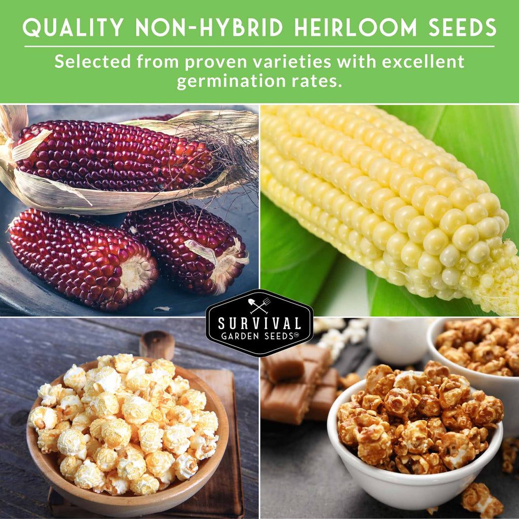 Popcorn Seed Collection – Strawberry & Japanese Hulless Popcorn Seeds for Home Gardens, Snacking, and Decorative Use