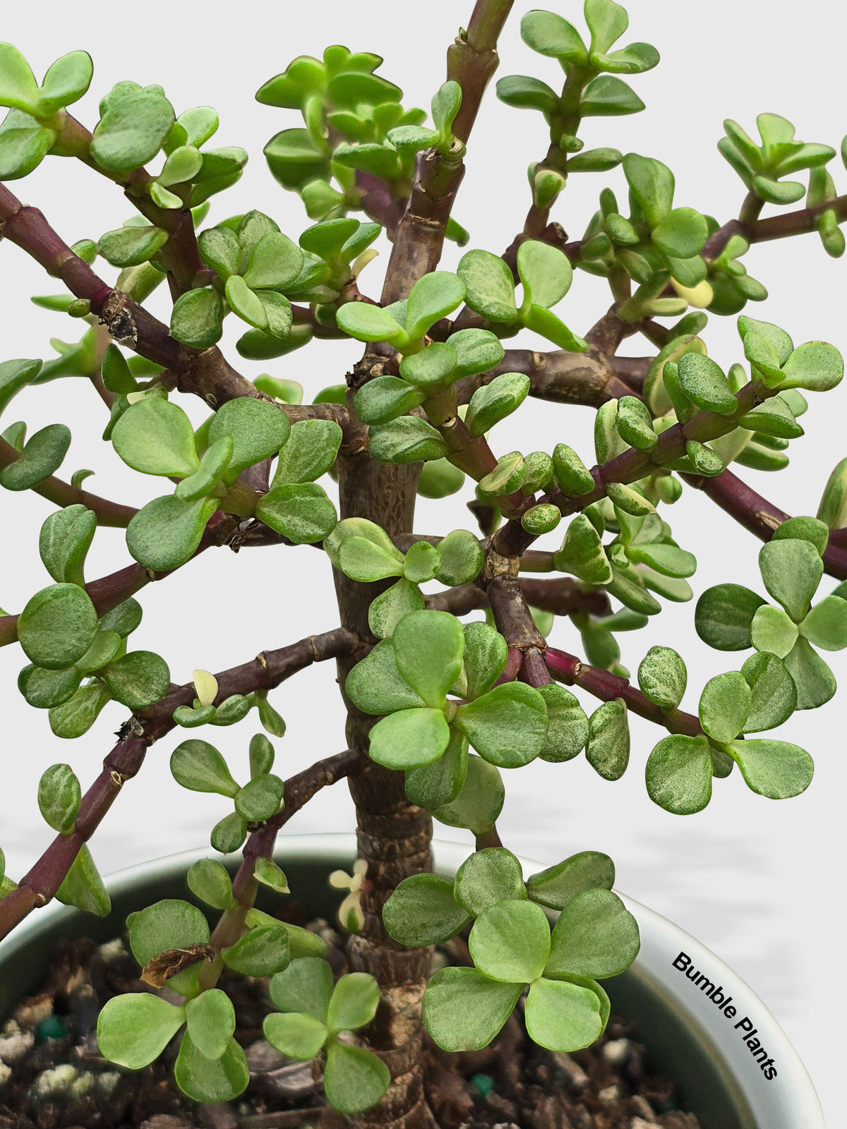 Rainbow Elephant Bush Variegata 'Portulacaria Afra'