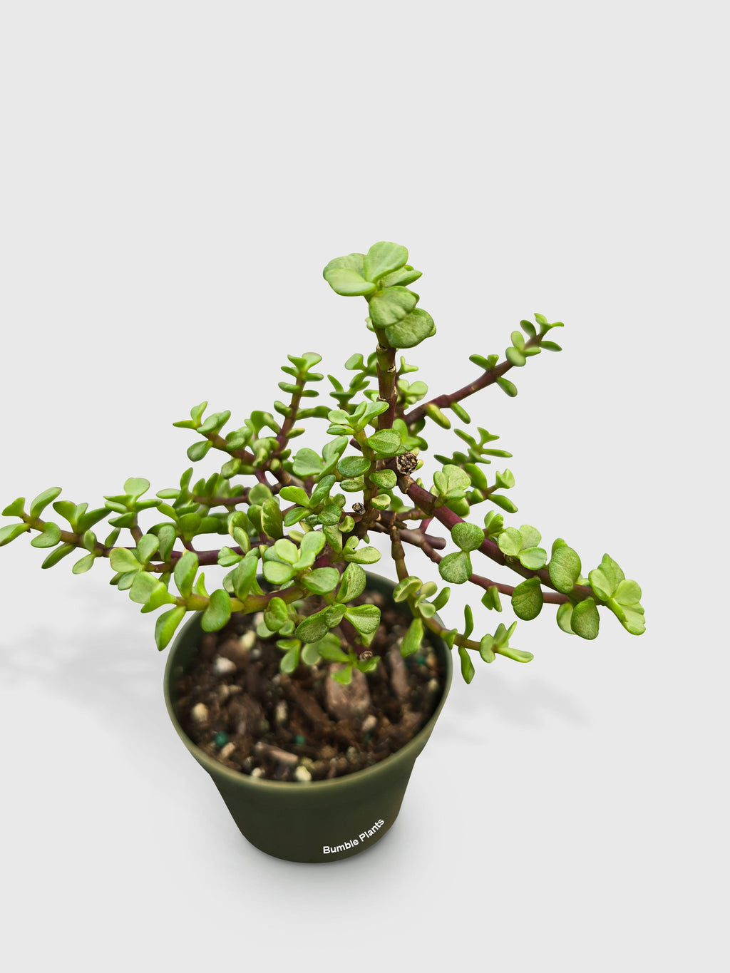 Rainbow Elephant Bush Variegata 'Portulacaria Afra'