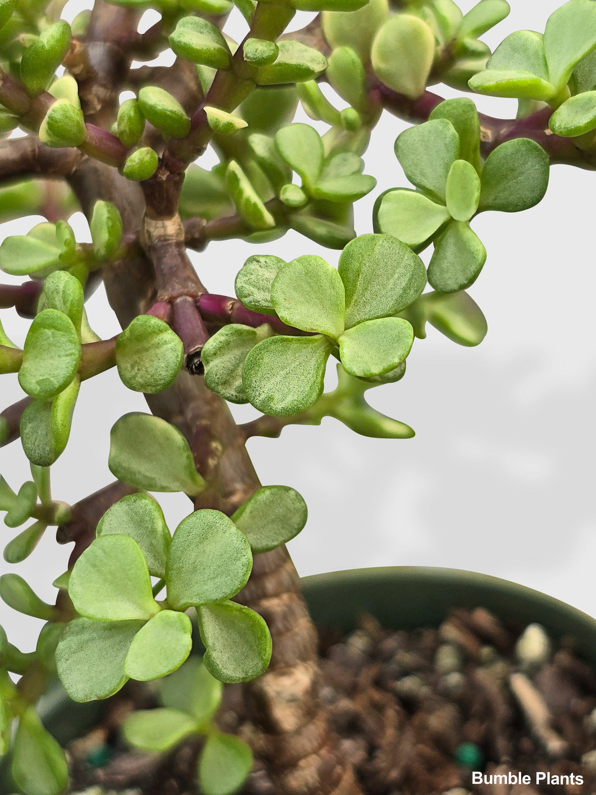 Rainbow Elephant Bush Variegata 'Portulacaria Afra'