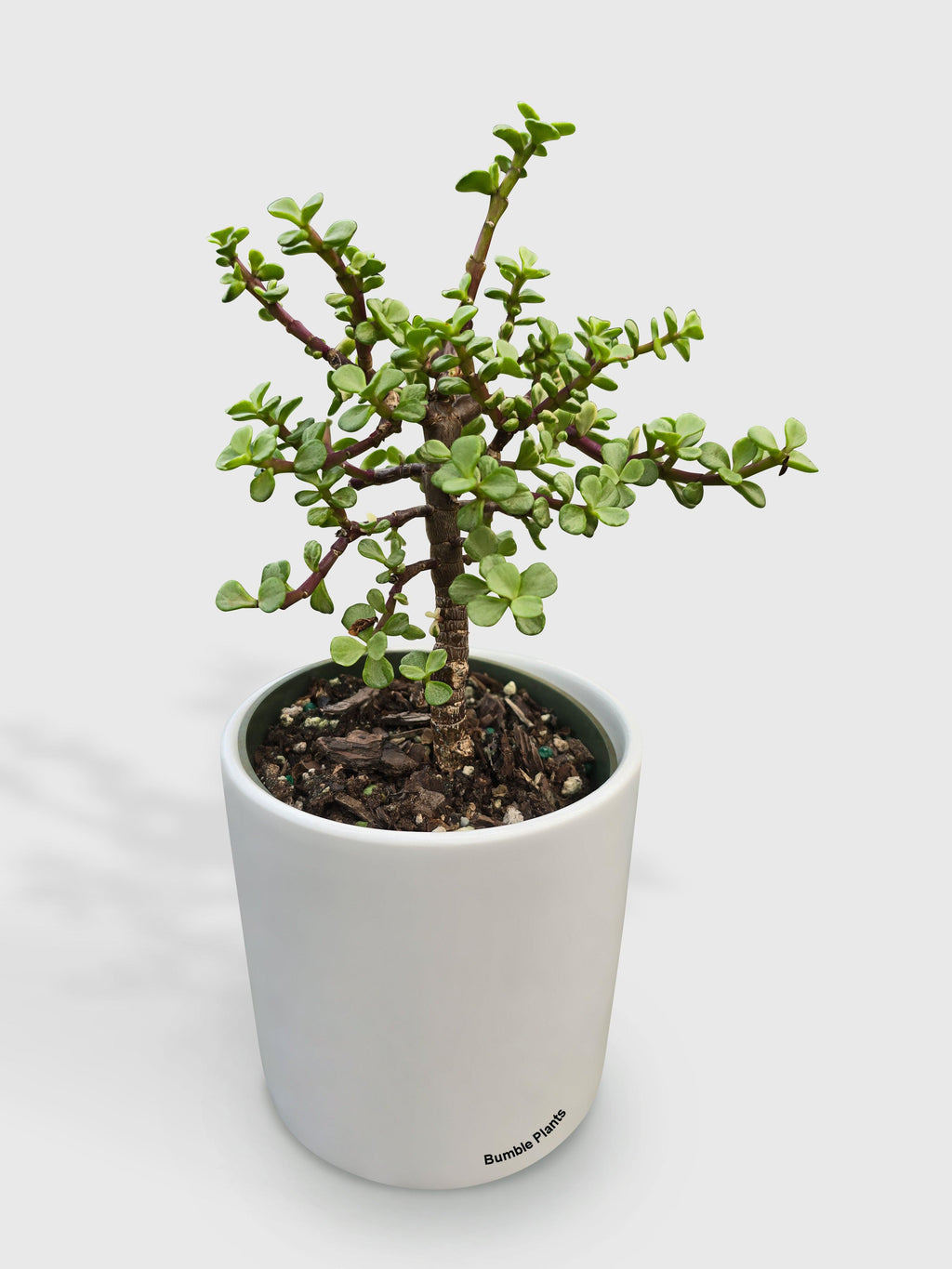 Rainbow Elephant Bush Variegata 'Portulacaria Afra'