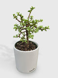 Rainbow Elephant Bush Variegata 'Portulacaria Afra'