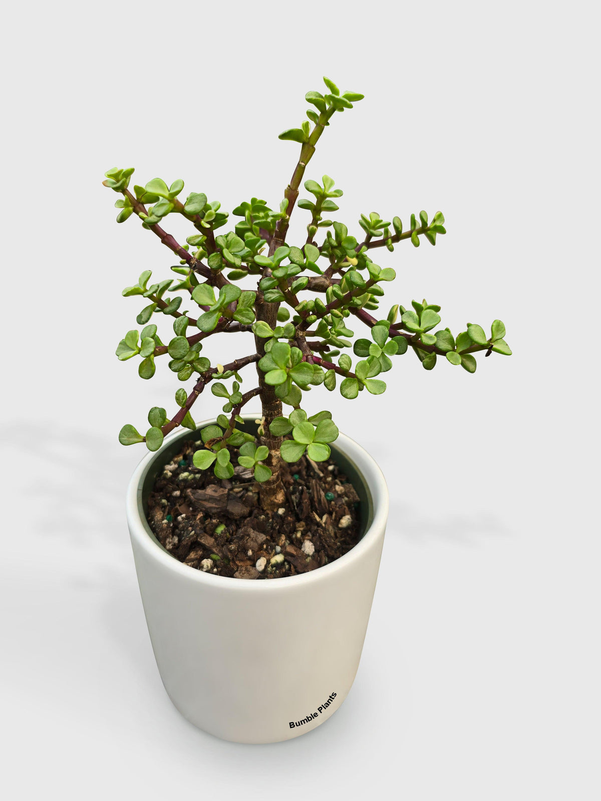 Rainbow Elephant Bush Variegata 'Portulacaria Afra'