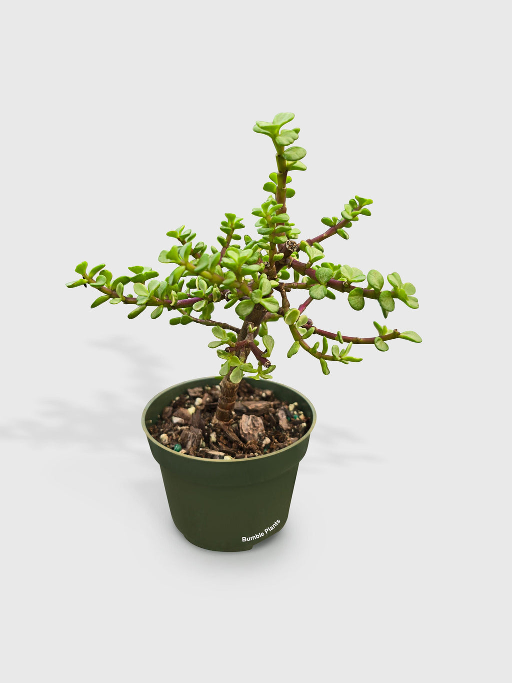 Rainbow Elephant Bush Variegata 'Portulacaria Afra'