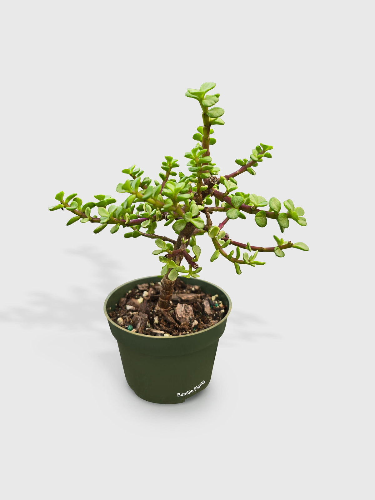 Rainbow Elephant Bush Variegata 'Portulacaria Afra'