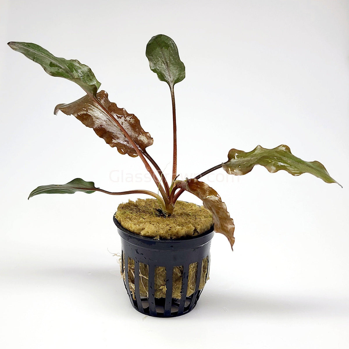 Cryptocoryne Wendtii