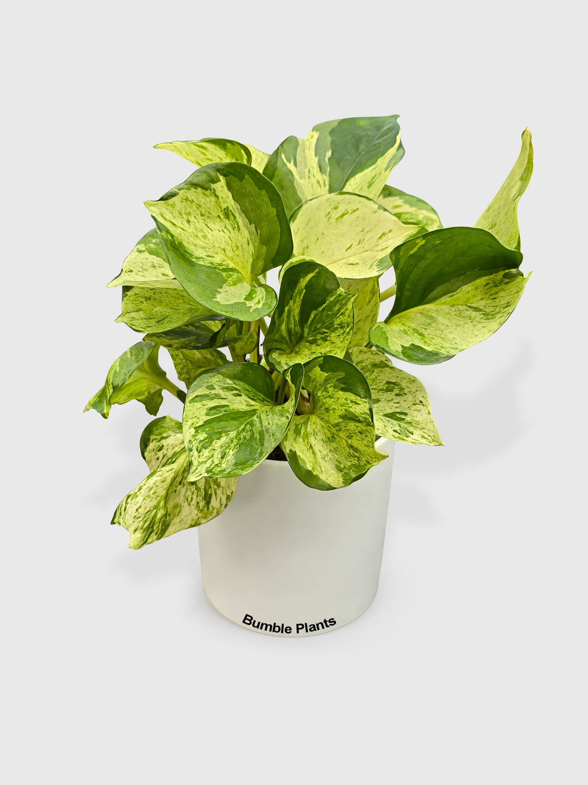 Pothos Manjula
