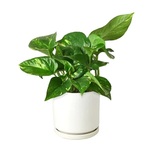 Epipremnum Aureum Devil's Ivy Golden Pothos