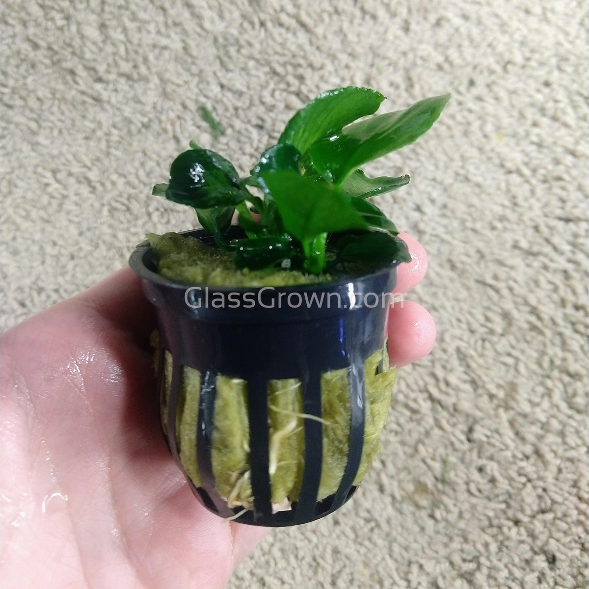 Anubias Barteri