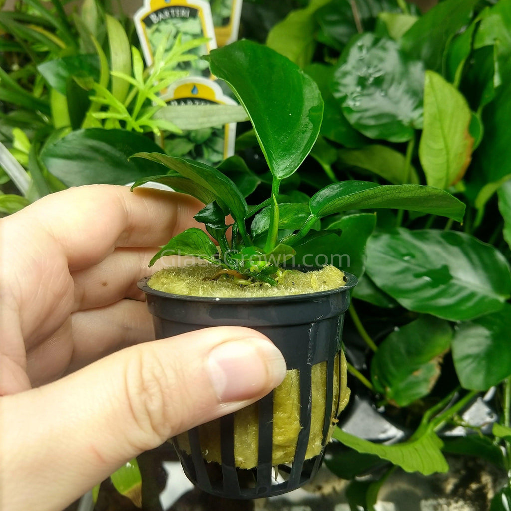 Anubias Barteri