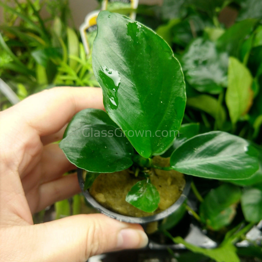 Anubias Barteri