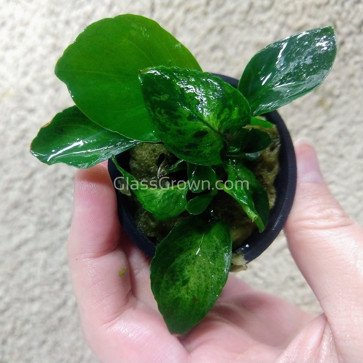 Anubias Barteri