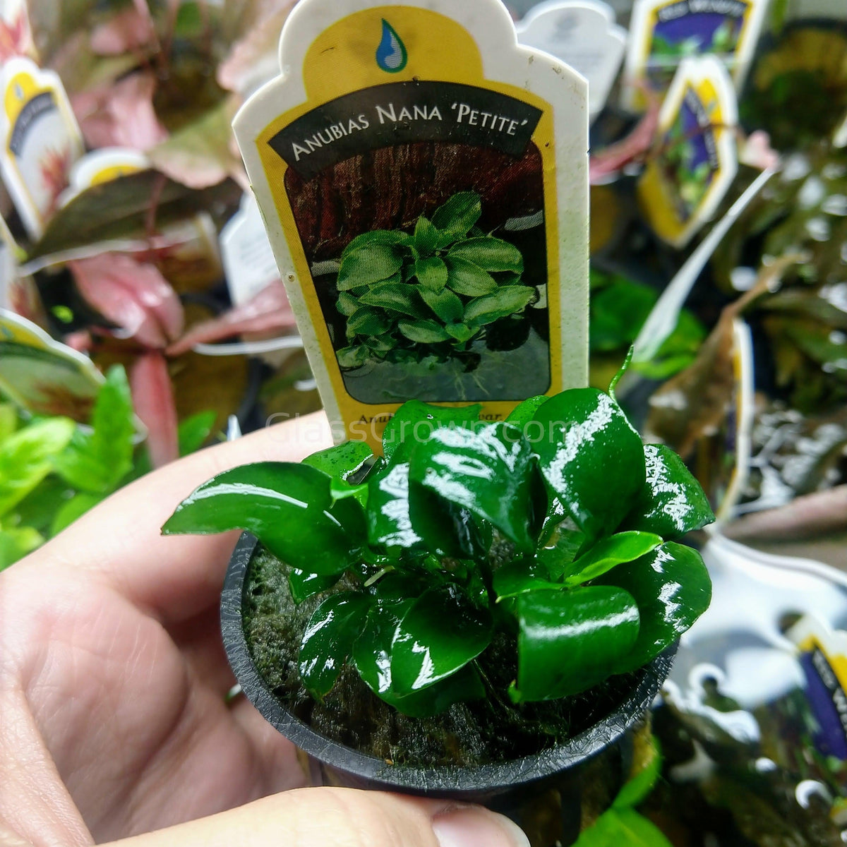 Anubias Nana Petite