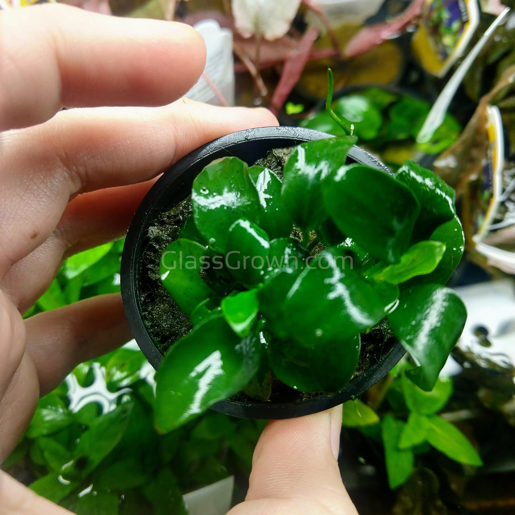 Anubias Nana Petite