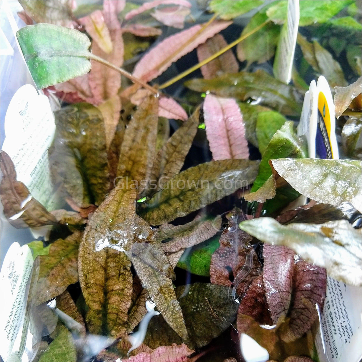 Cryptocoryne Wendtii