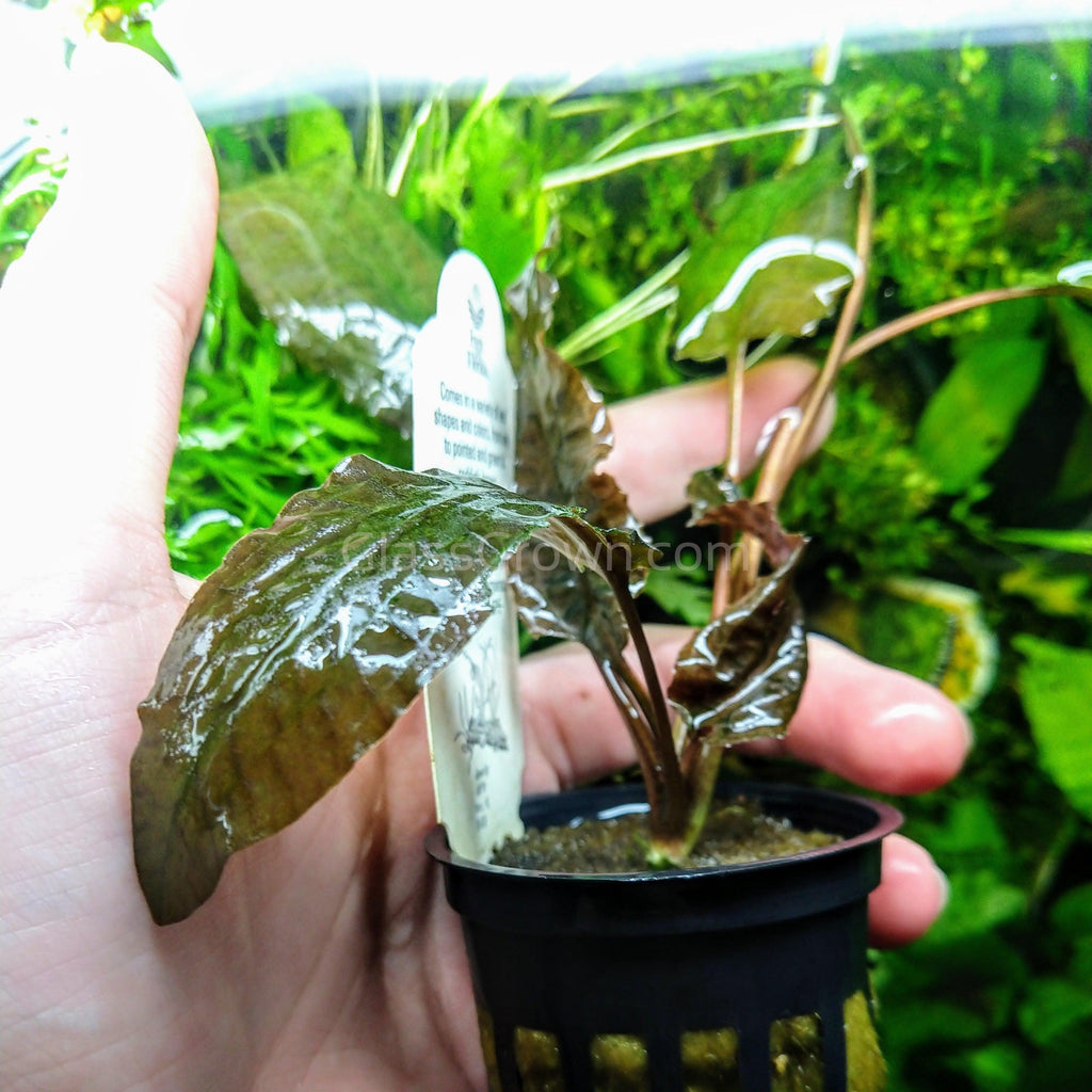 Cryptocoryne Wendtii