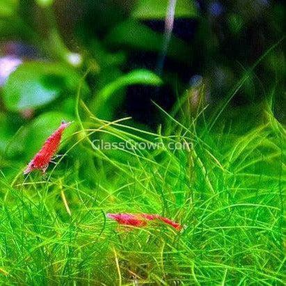 Dwarf Hairgrass (Eleocharis parvula)