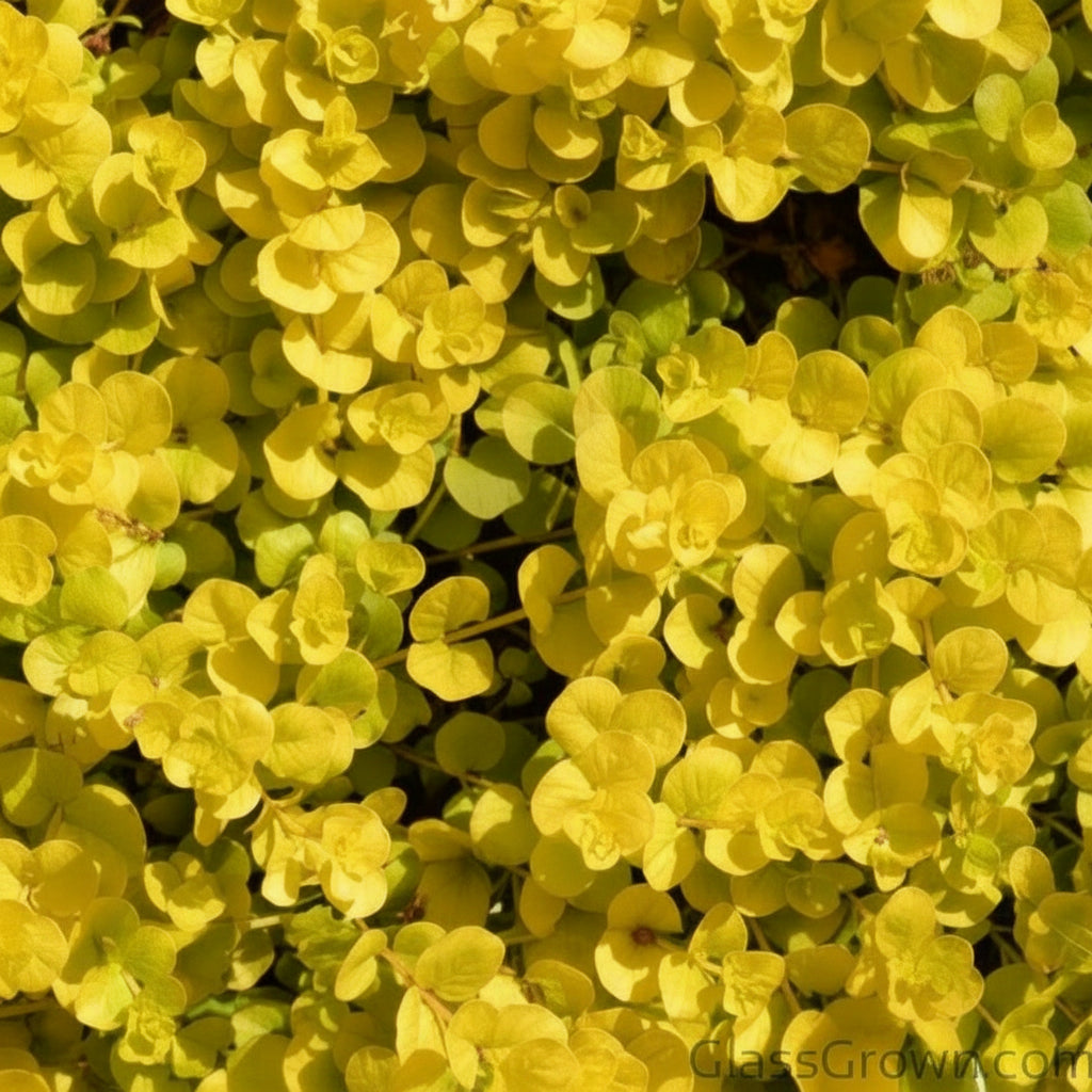 Potted Golden lloydiella Golden Jenny