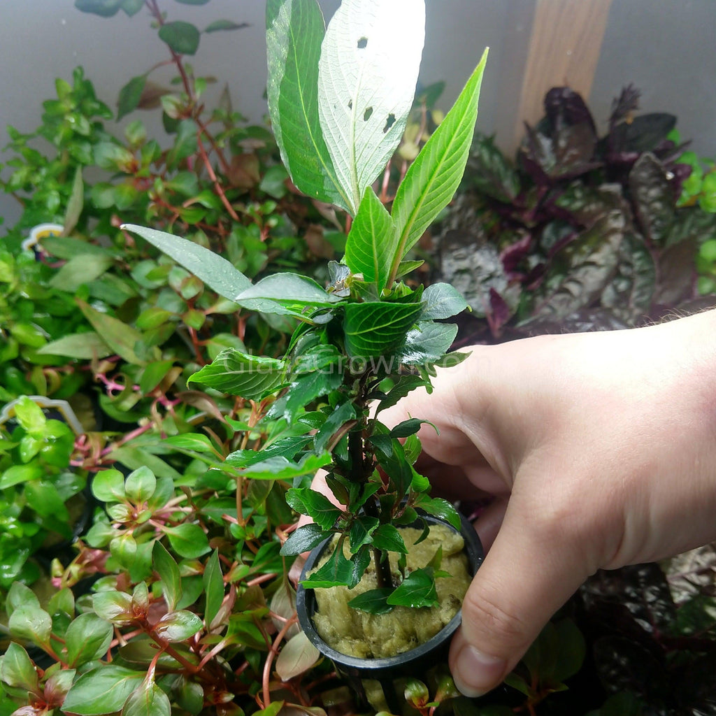 Hygro Corymbosa Compacta (Hygrophila Compacta)
