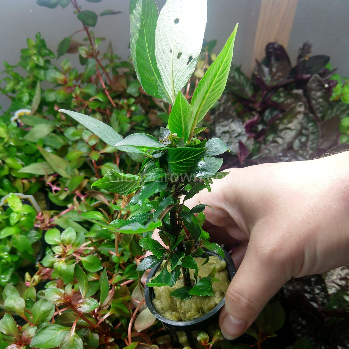 Hygro Corymbosa Compacta (Hygrophila Compacta)