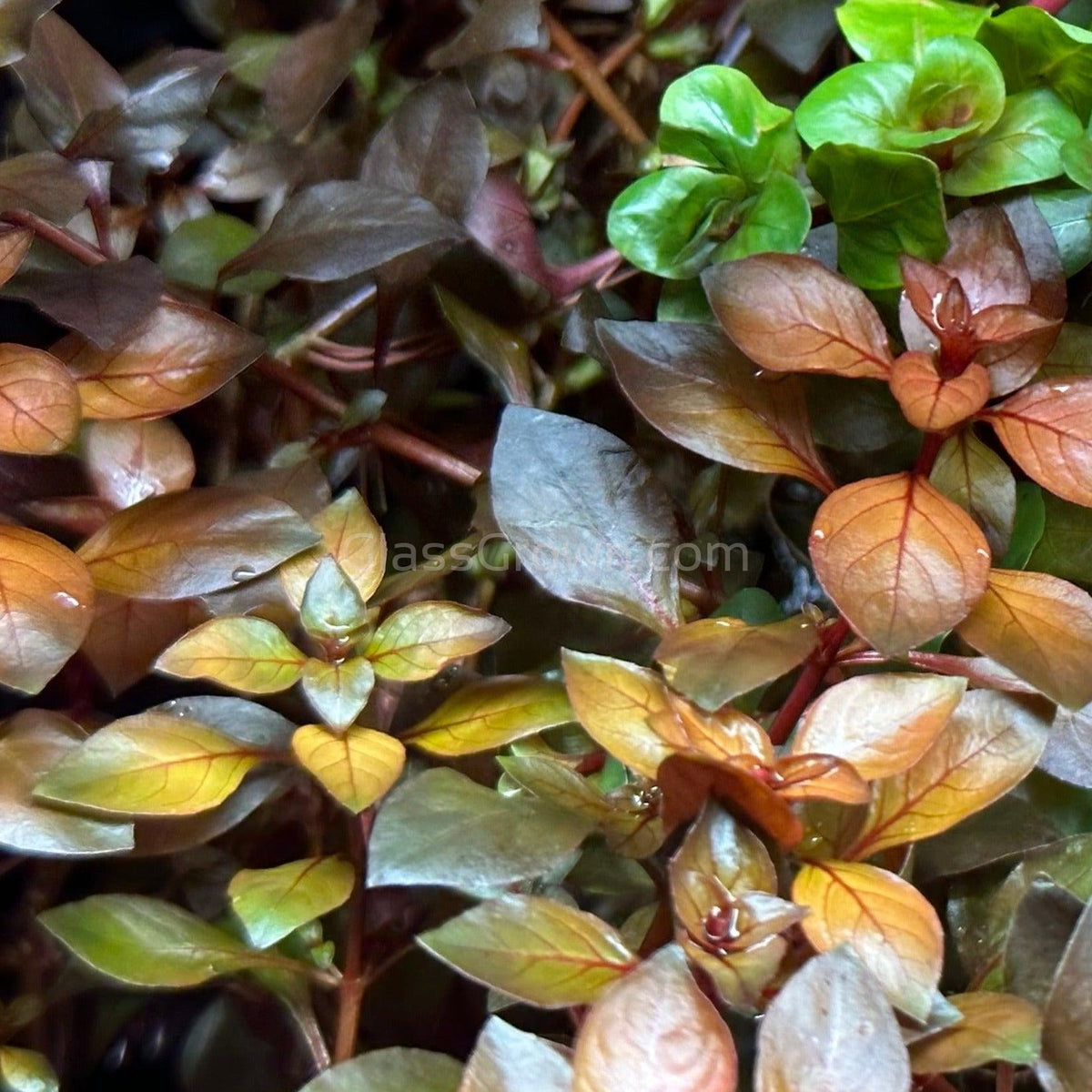 Bunch Ludwigia Natans Super Red Mini