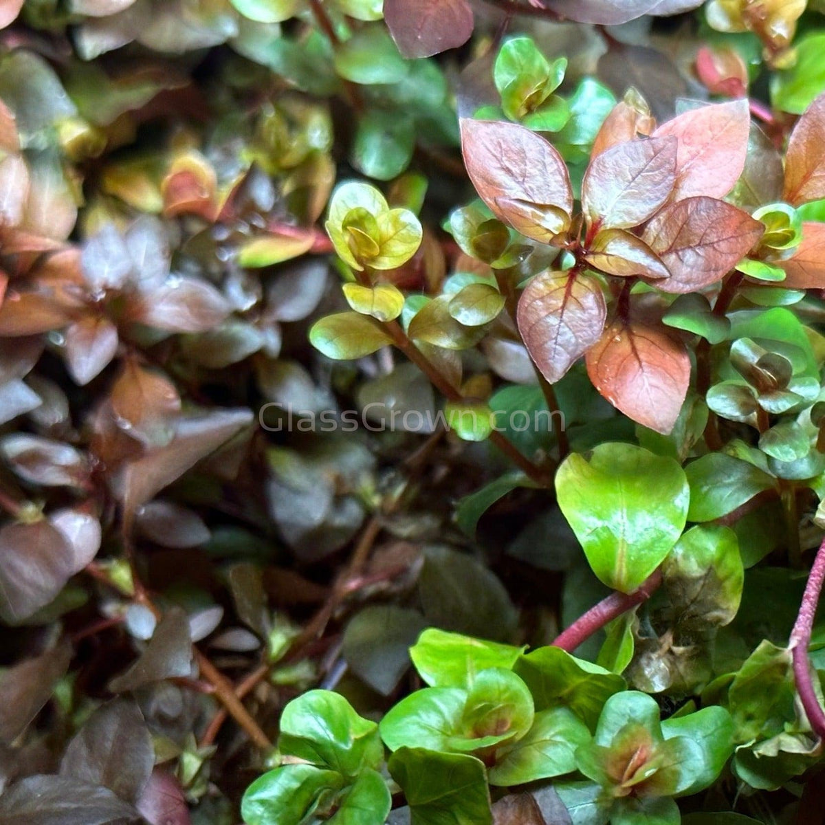 Bunch Ludwigia Natans Super Red Mini