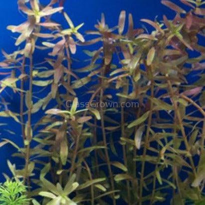 Potted Rotala Red ( Rotala Rotundifolia)