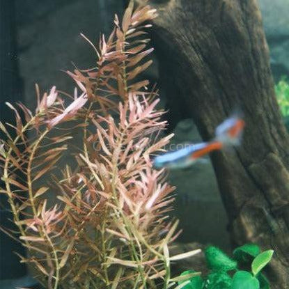 Potted Rotala Red ( Rotala Rotundifolia)