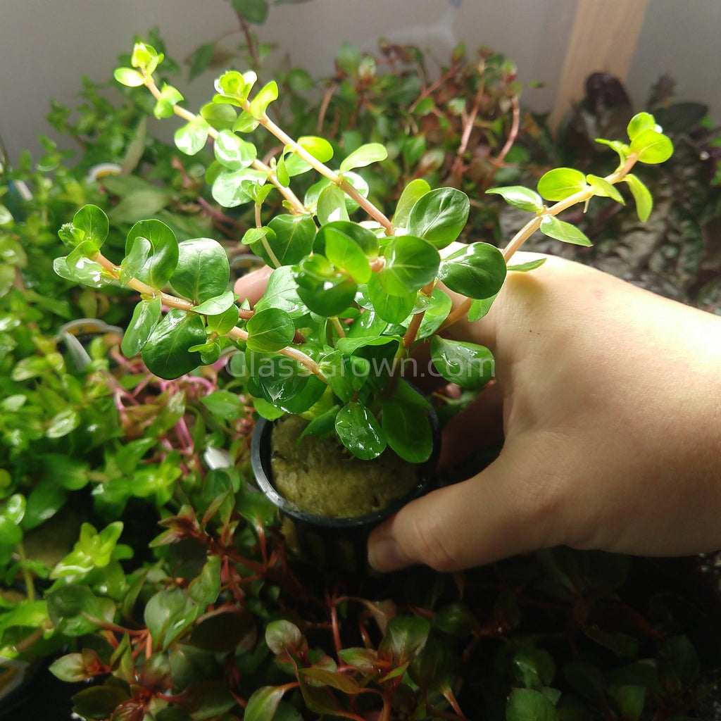 Potted Rotala Red ( Rotala Rotundifolia)