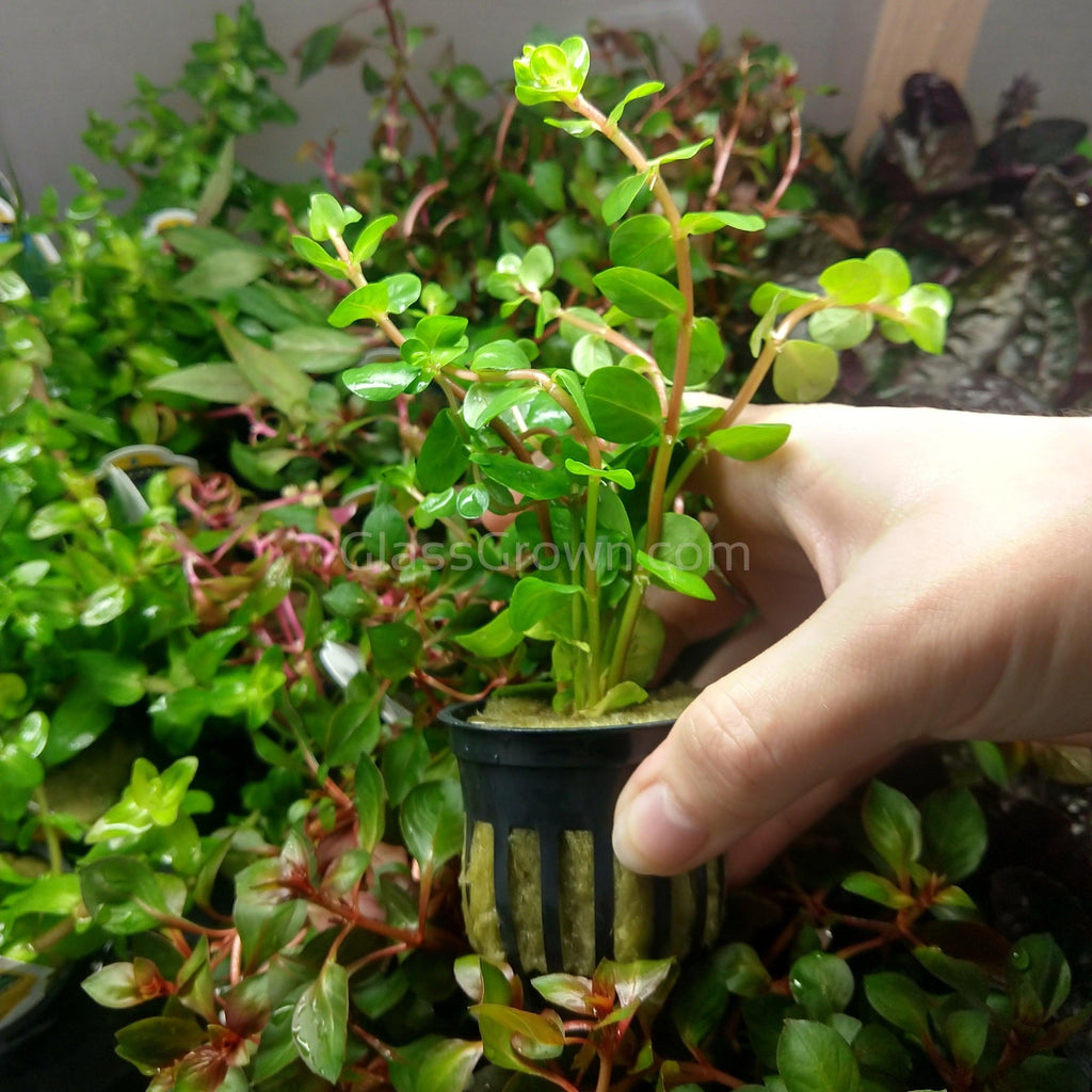 Potted Rotala Red ( Rotala Rotundifolia)