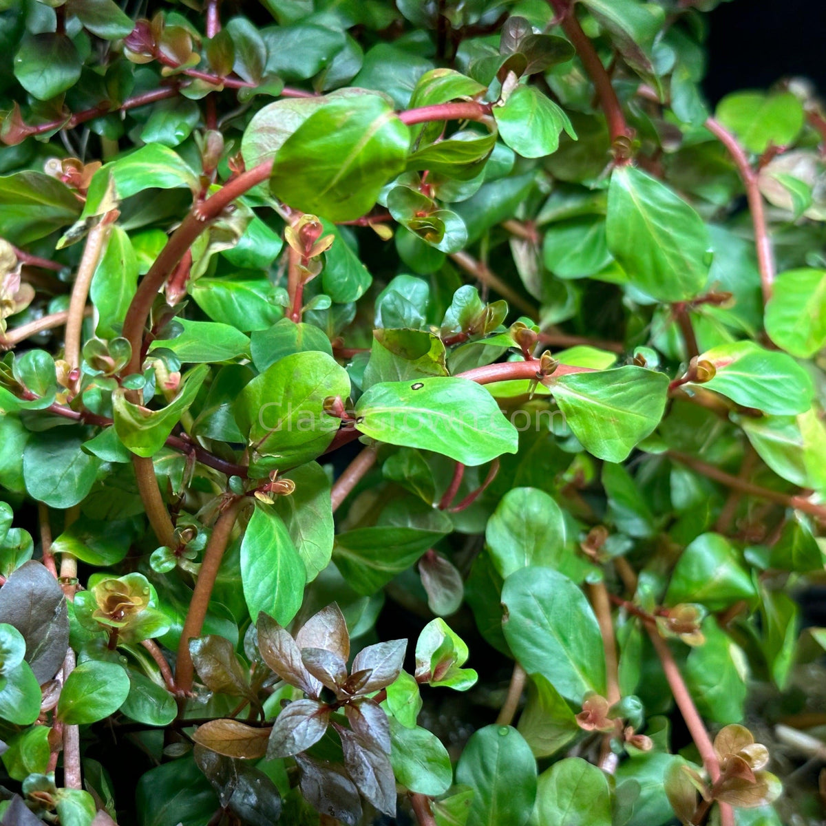 Potted Rotala Red ( Rotala Rotundifolia)