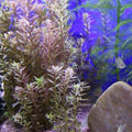 Potted Rotala Red ( Rotala Rotundifolia)