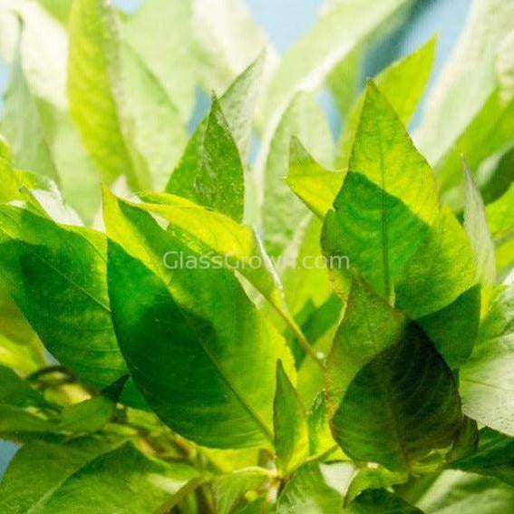 Potted Temple Plant (Hygrophila Corymbosa)