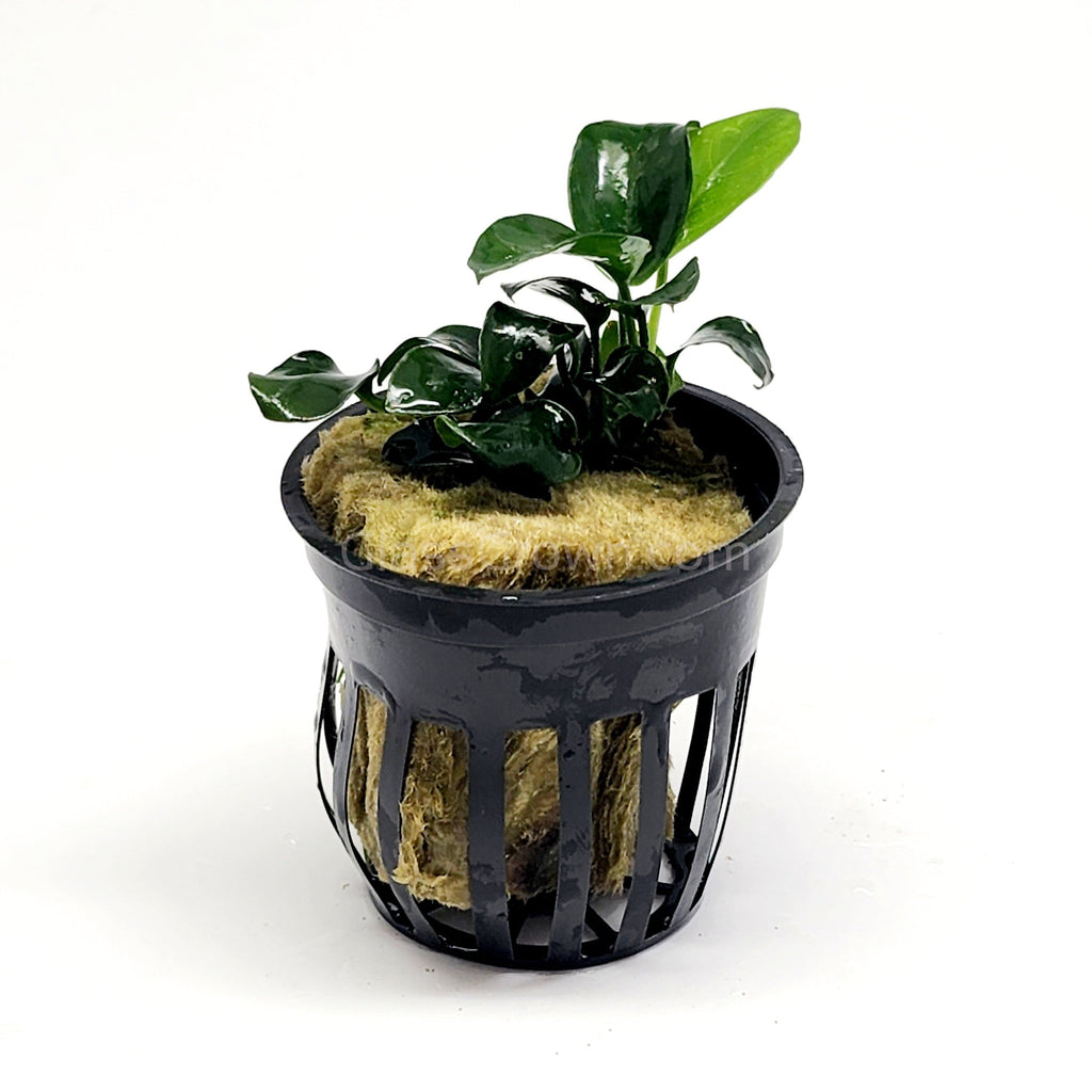 Anubias Nana Petite