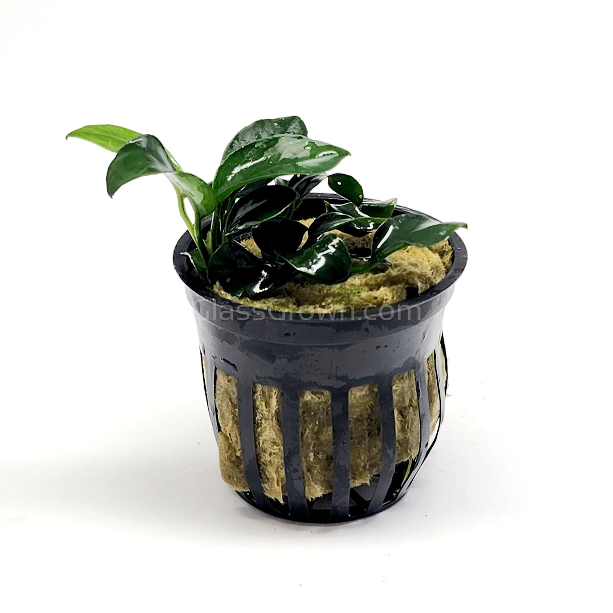 Anubias Nana Petite